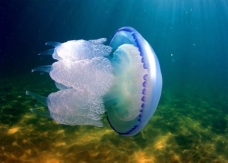 Медуза, медузи